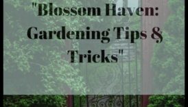 تألق الزهرة: نصائح مثبتة لملاذ حديقة خصبة