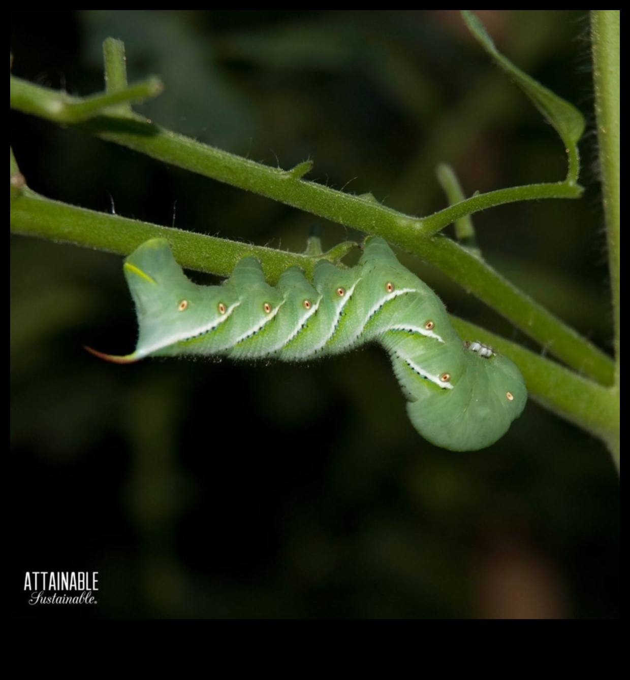 الخضر في خطر؟ إتقان فن الدفاع عن آفات الحديقة