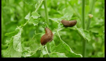 الخضر في خطر؟ إتقان فن الدفاع عن آفات الحديقة