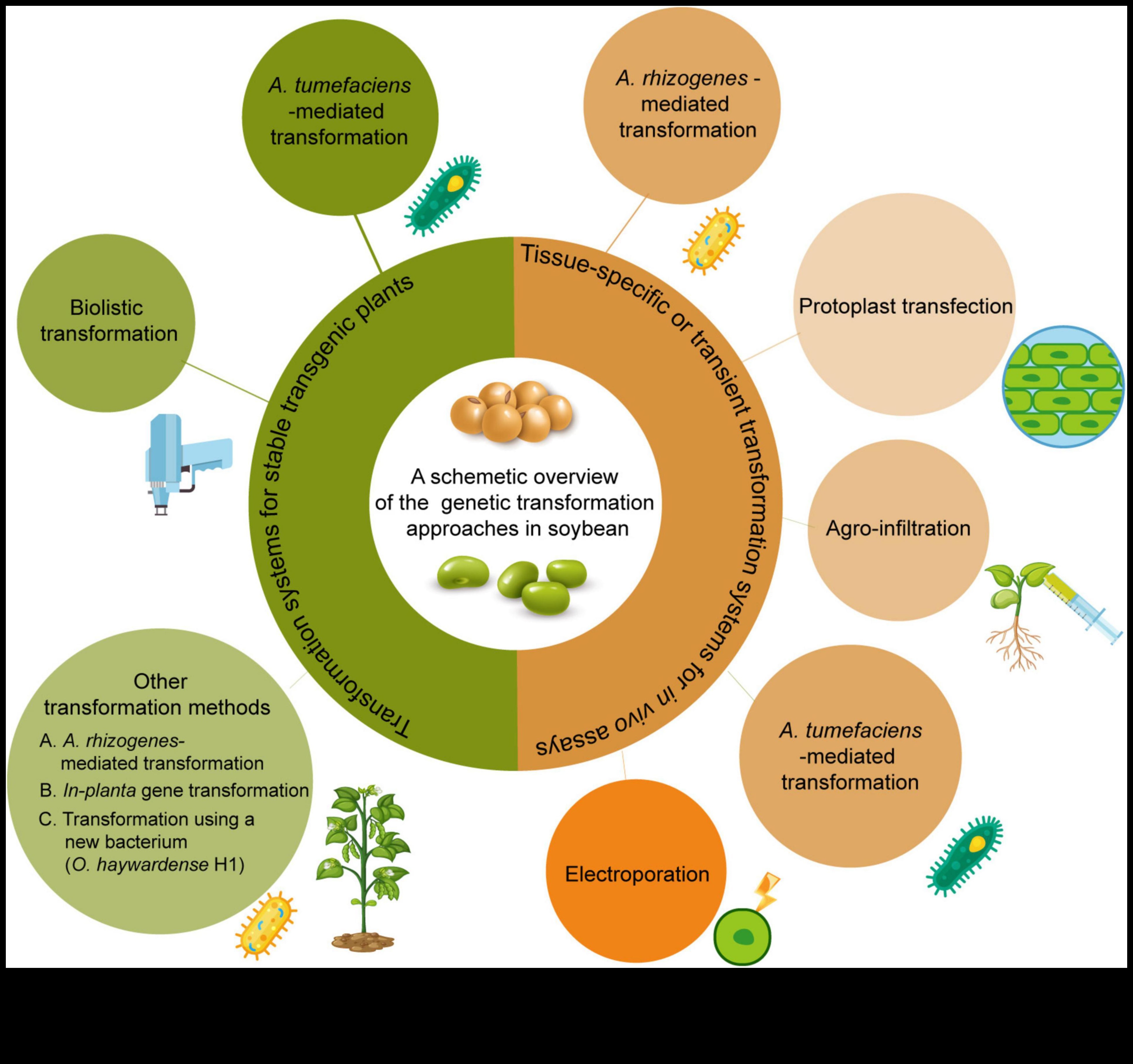 من الجينات إلى الخضر: فهم مسارات الكيمياء الحيوية الغذائية