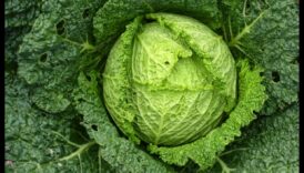 من الجينات إلى الخضر: فهم مسارات الكيمياء الحيوية الغذائية