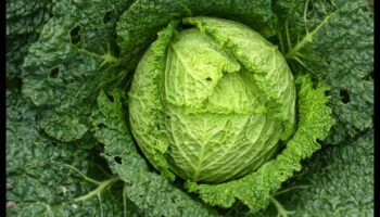 من الجينات إلى الخضر: فهم مسارات الكيمياء الحيوية الغذائية